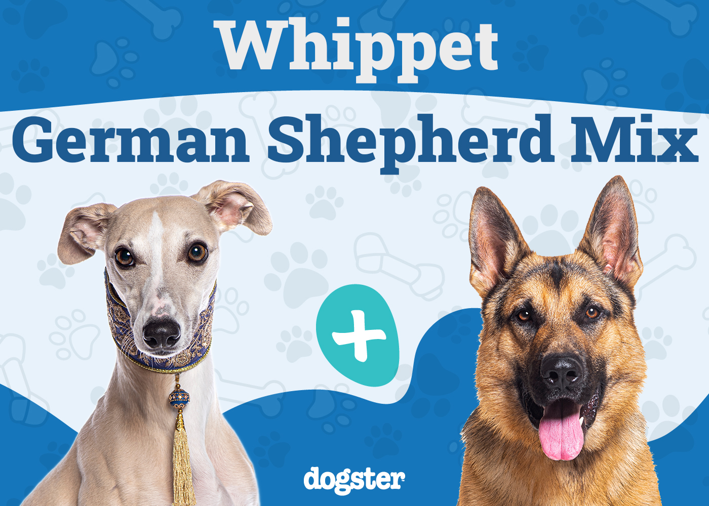 Whippet German Shepherd Mix: Unleashing the Secrets