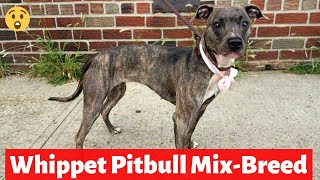 Whippet Pitbull Mix: Unveiling the Hybrid Hound