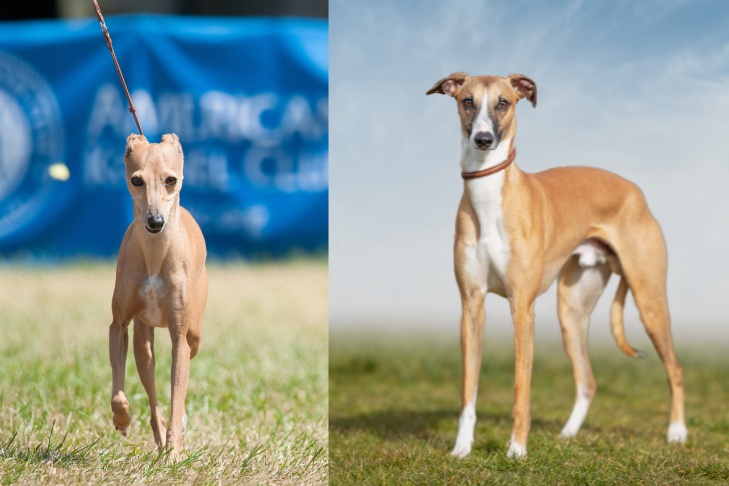 Whippet Vs Italian Greyhound: Choosing Your Perfect Pet