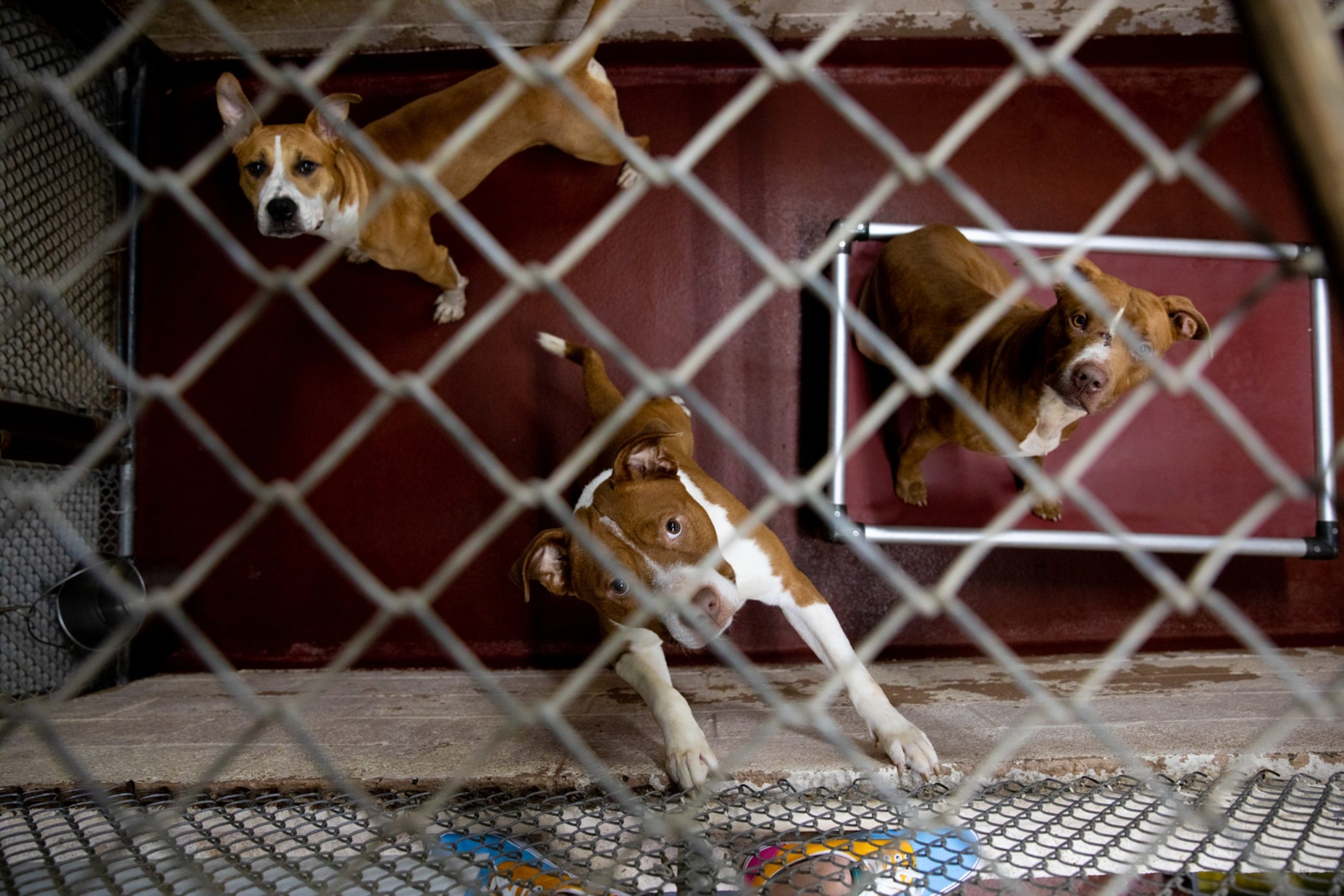 why are dog shelters so full uncovering the hidden crisis scaled