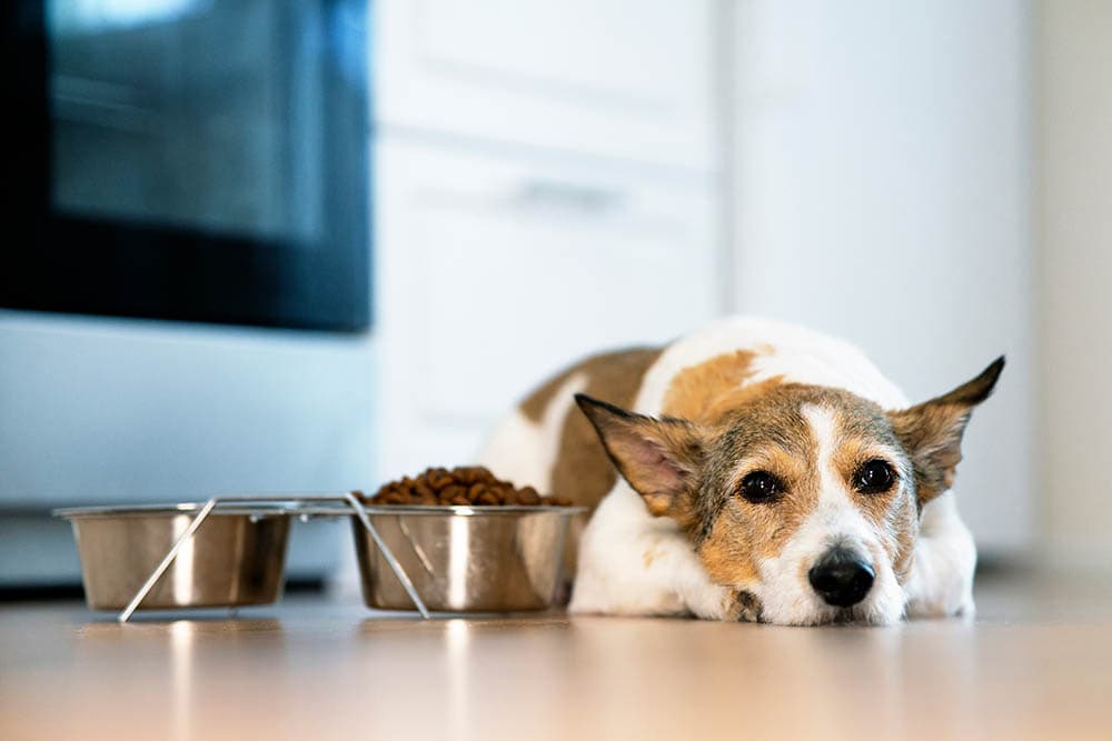 Why Can’t Puppies Eat Dog Food: Vital Insights Unveiled