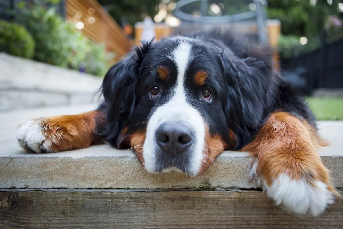 Why Do Bernese Mountain Dogs Have a Short Lifespan: Unveiled Truths
