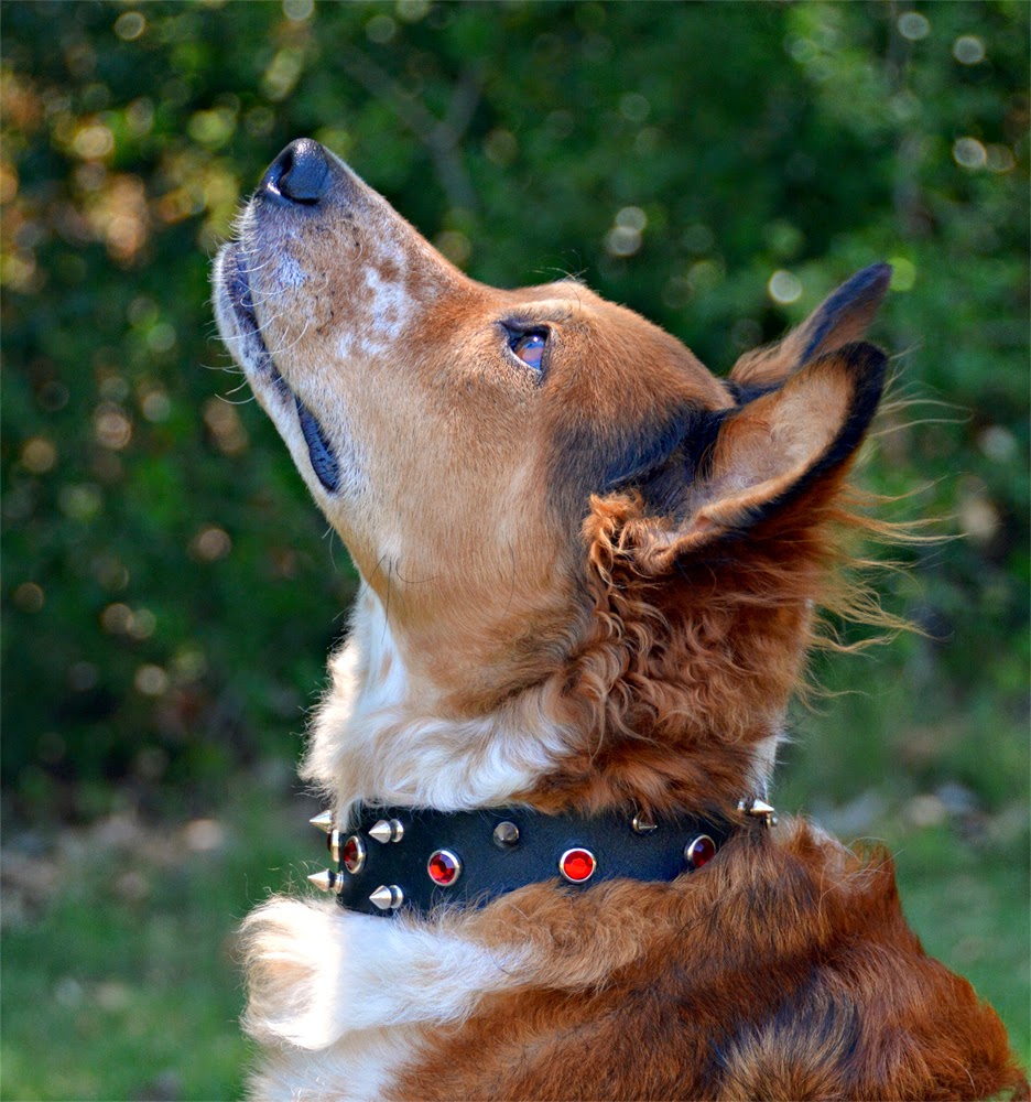 why do dog collars have spikes unveiling the mystery 1