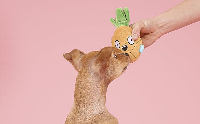 Why Do Dog Toys Have Squeakers in Them: The Ultimate Guide