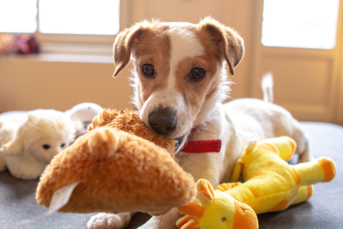 Why Do Dog Toys Squeak? Unveiling the Canine Craze
