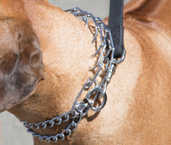 Why Do People Hate Prong Collars? Unveiling the Controversy