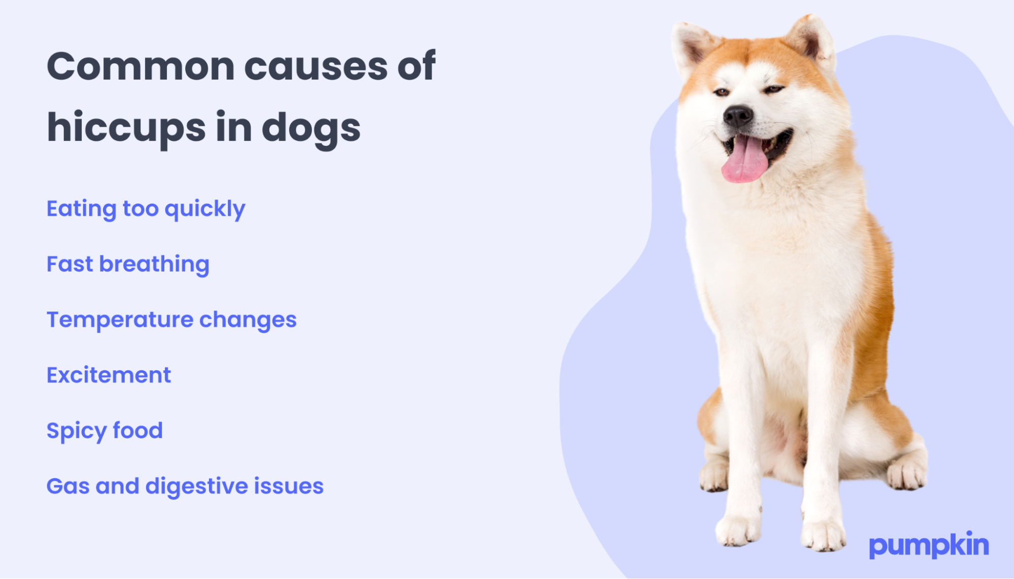 why do puppies hiccup vet explains the cute quirk