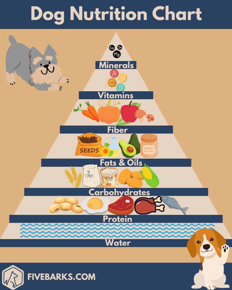 Why Does Dog Food Have So Much Protein? Unveiled Secrets!