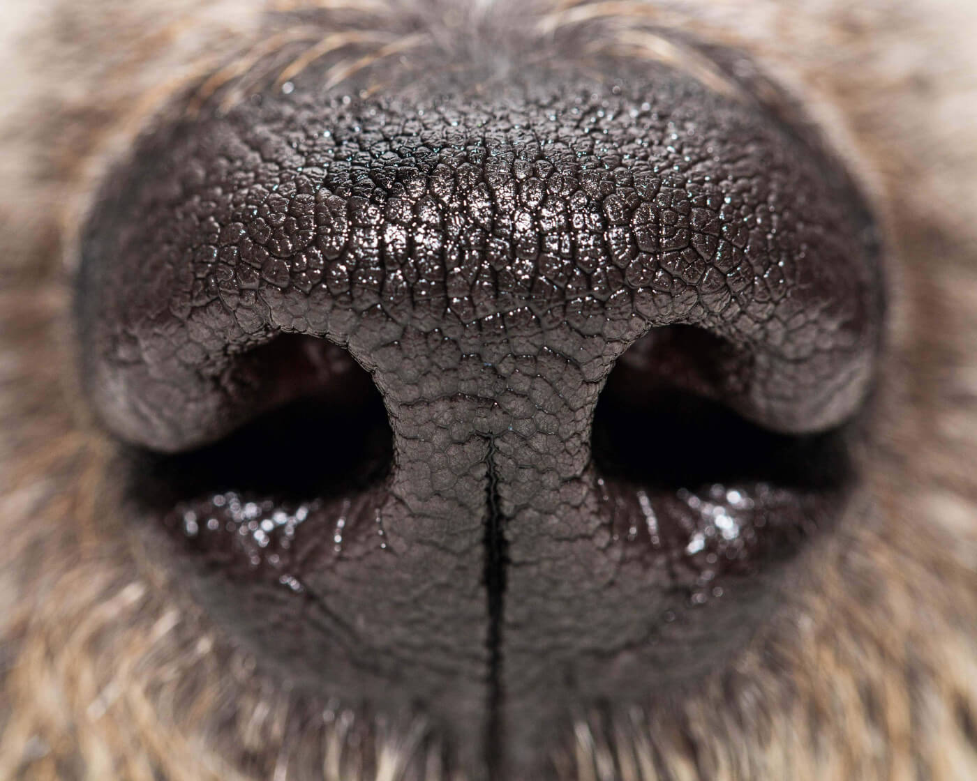 Why Does Dog Food Smell So Bad? Unveiling the Truth