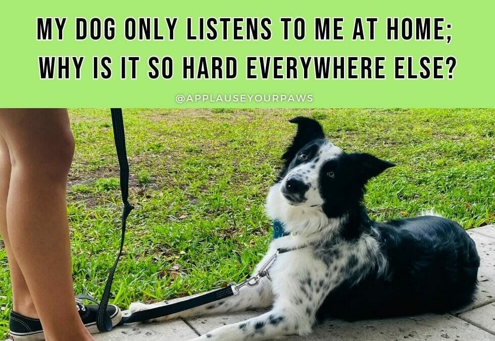 Why Does My Dog Not Listen to My Commands? Uncover Solutions