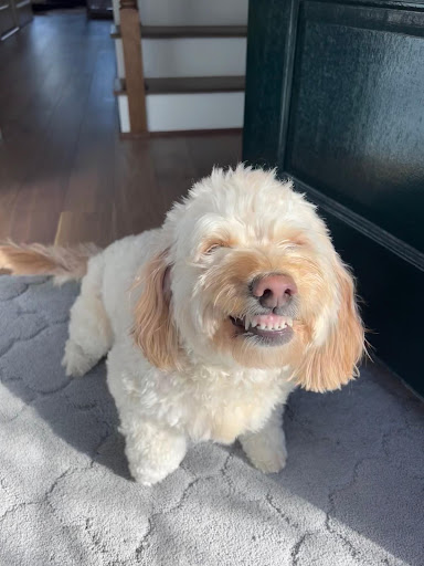 why does my dog show his teeth when i come home
