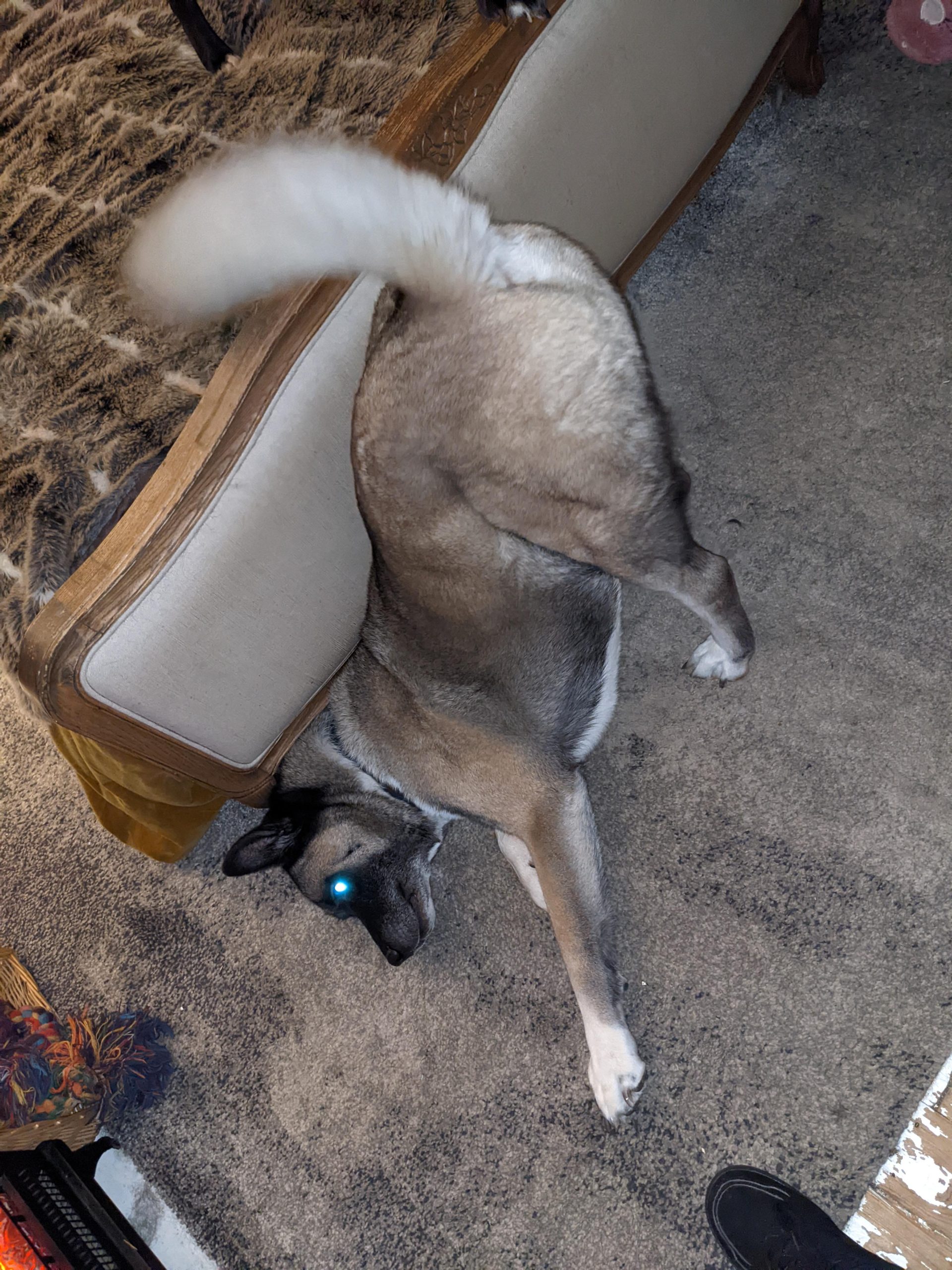 why does my dog show me his bum scaled