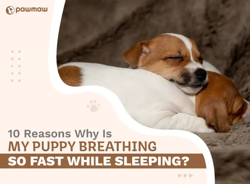 why does my puppy breathe so fast while sleeping unveiled