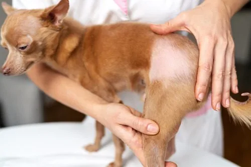 why does my puppy have bald spots uncover the causes