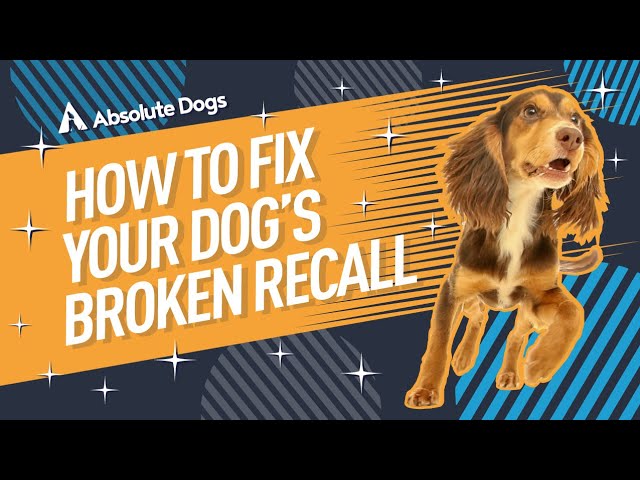 Why Has My Dog Stopped Recall? Unraveling the Mystery