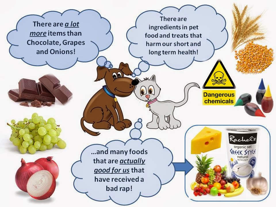 Why is Dog Food Bad for Cats: Hidden Dangers Revealed