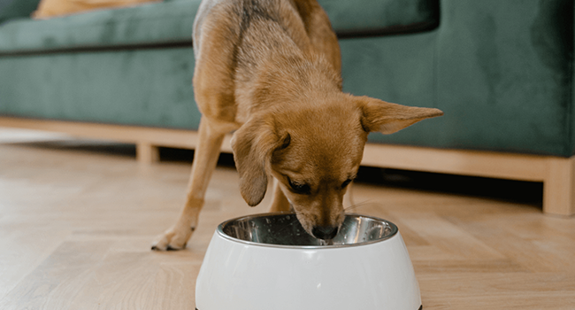 why is dog nutrition important key to a happy pet
