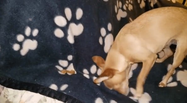 Why is My Dog Leaving His Food? Uncover the Mystery!