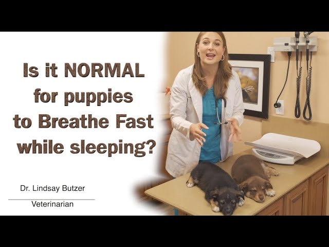why is my puppy breathing fast vet explains causes