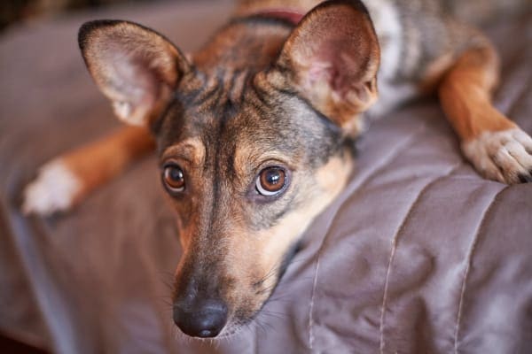 why is my puppy wobbly vets insight on balance issues