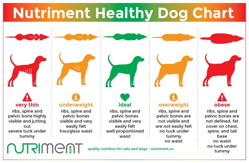 Why It’s Vital to Understand Dog Food Nutrition