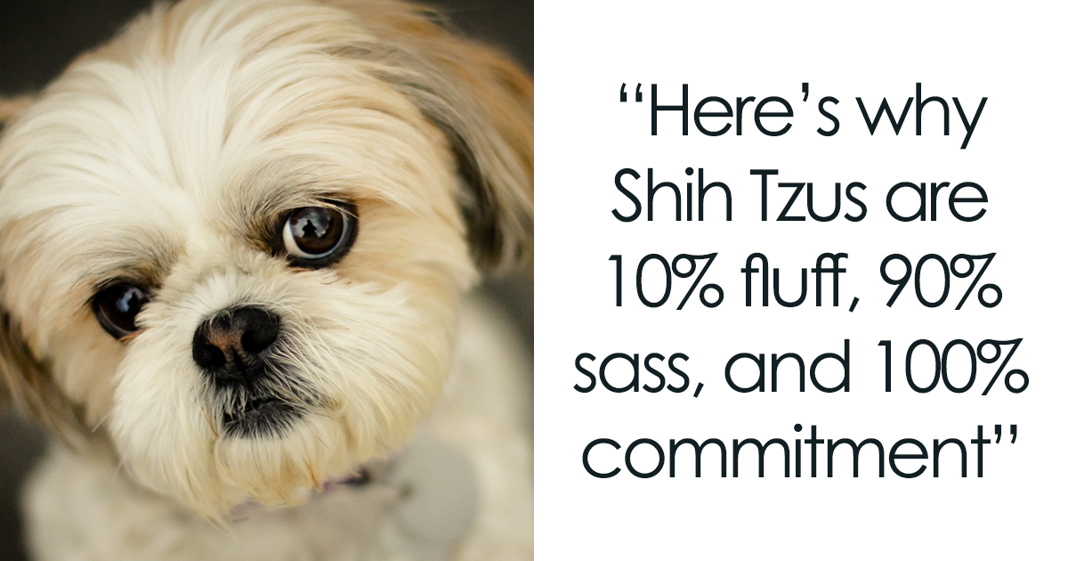 Why Shih Tzu are the Worst Dog: Unveiling the Hidden Truth