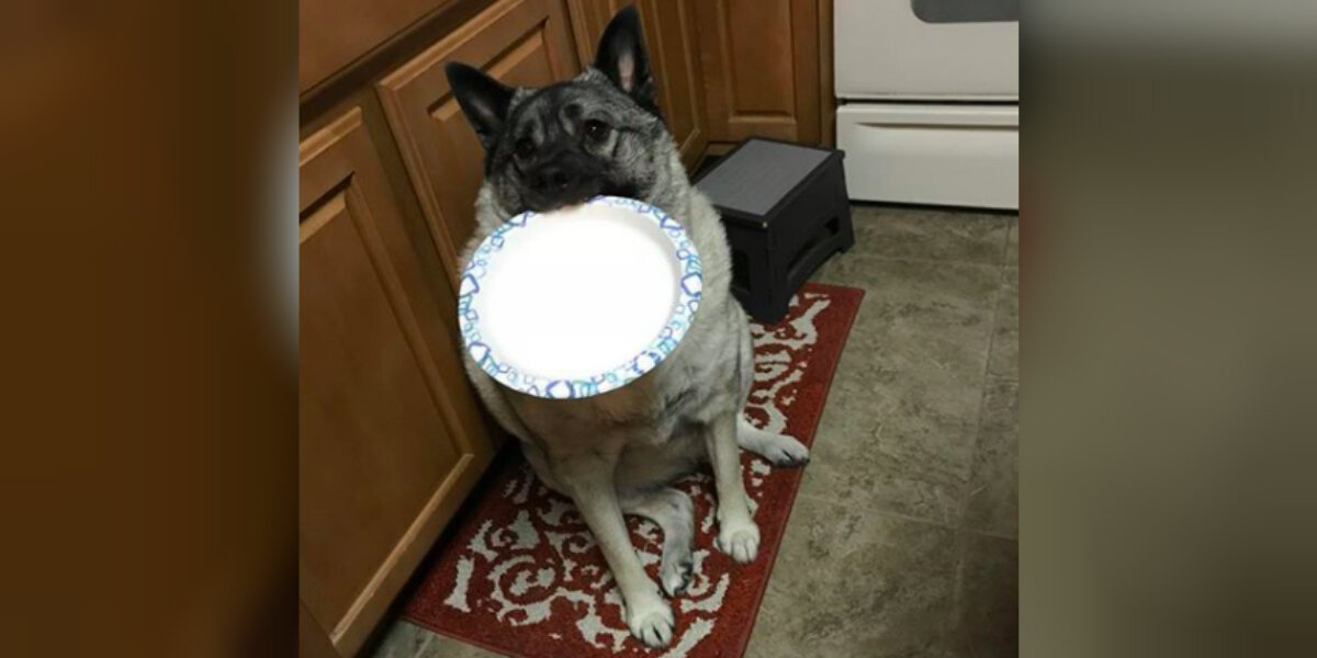 Why Won’t My Dog Eat If I’m Not in the Room: Unveiling Secrets