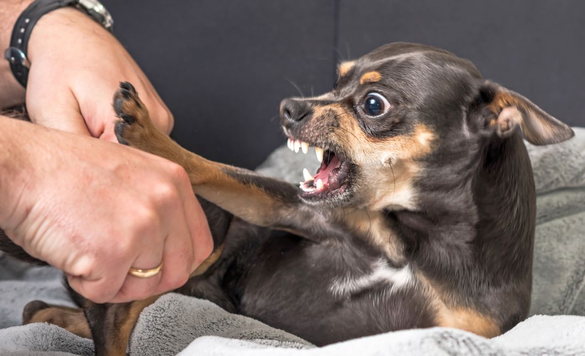 why would a dog show aggressive suddenly