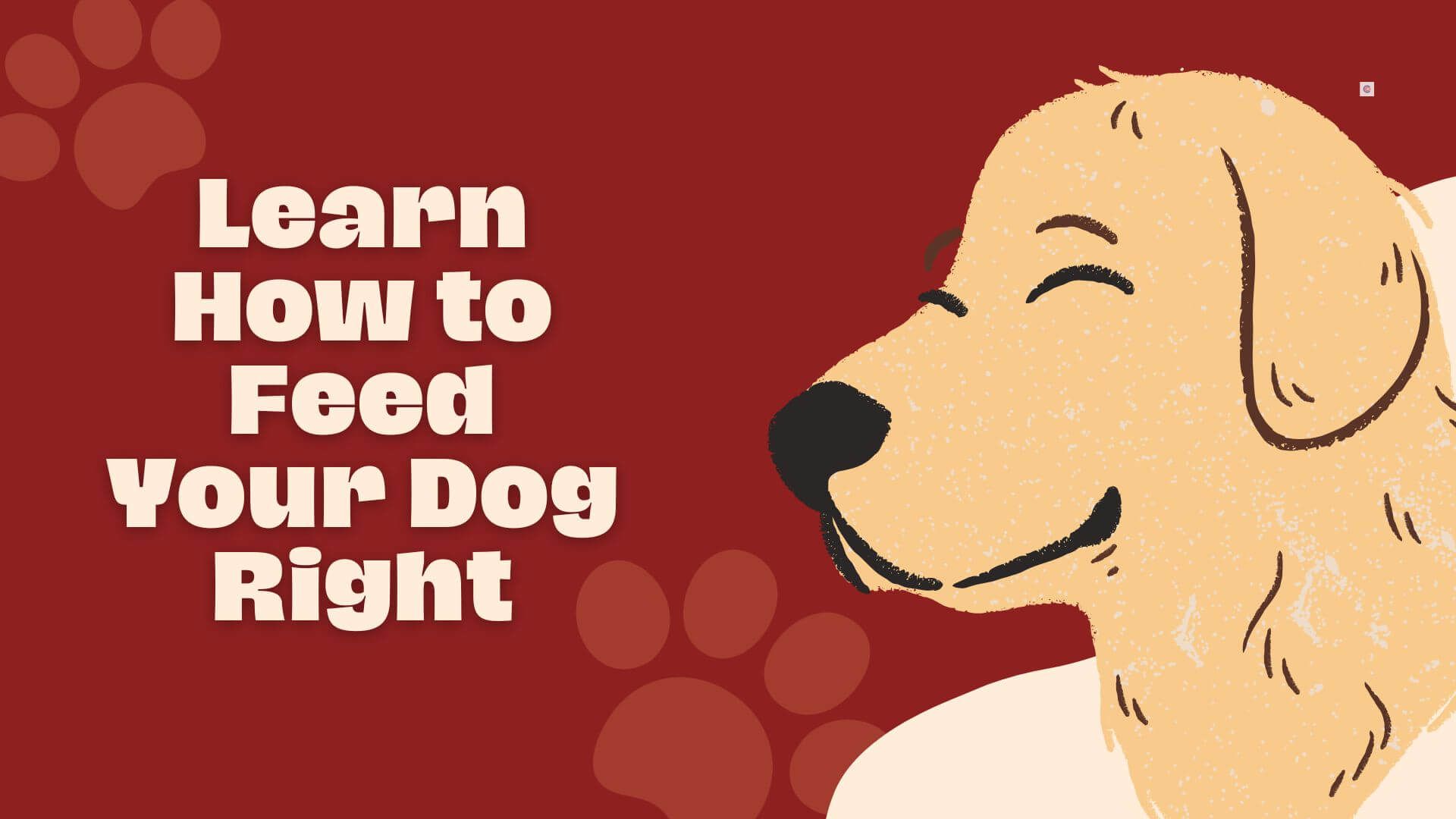 Why You Should Invest in the Best Dog Nutrition Course Today