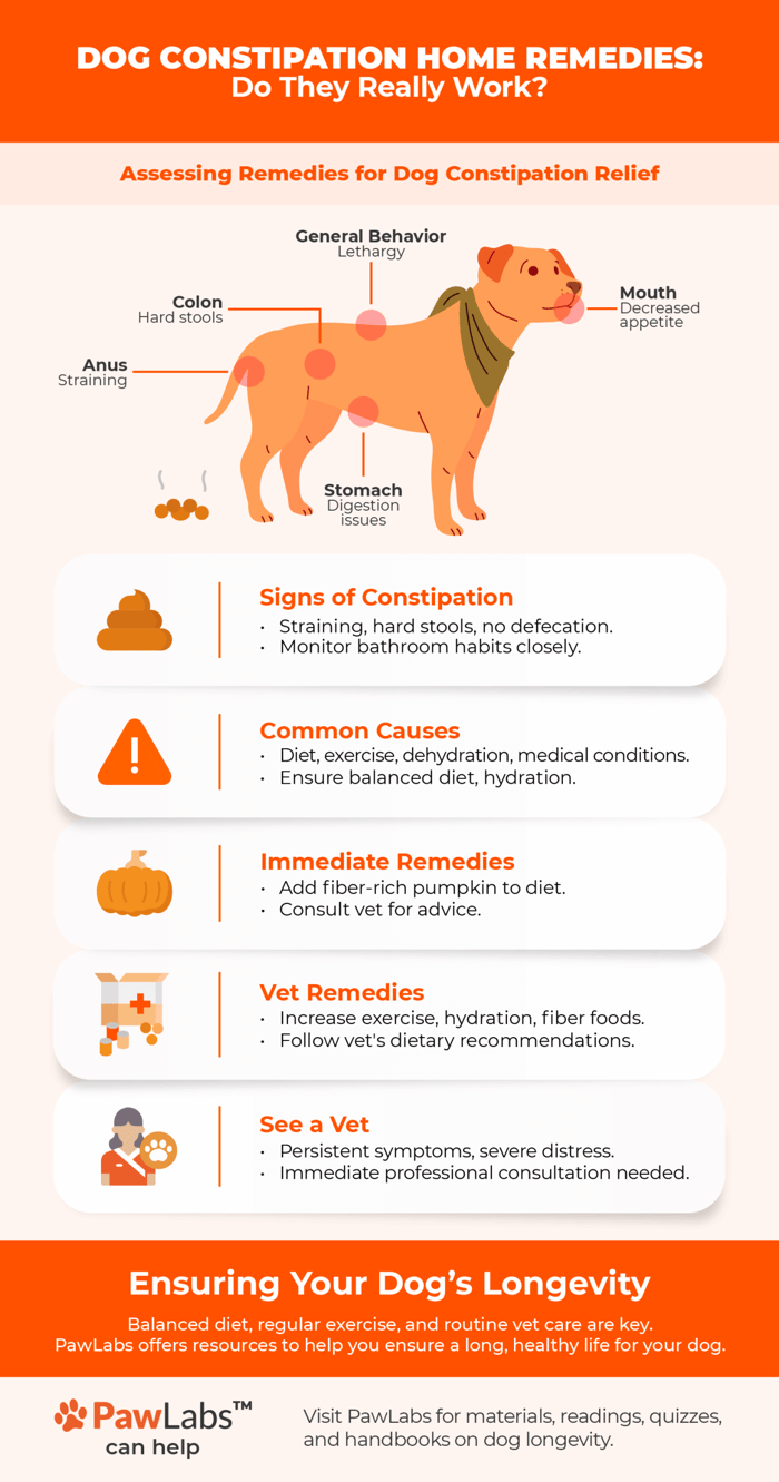 Will Canned Dog Food Help With Constipation: Quick Relief Tips