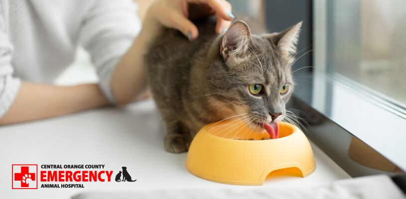 Will Dog Food Harm Cats? Vital Health Insights Unveiled