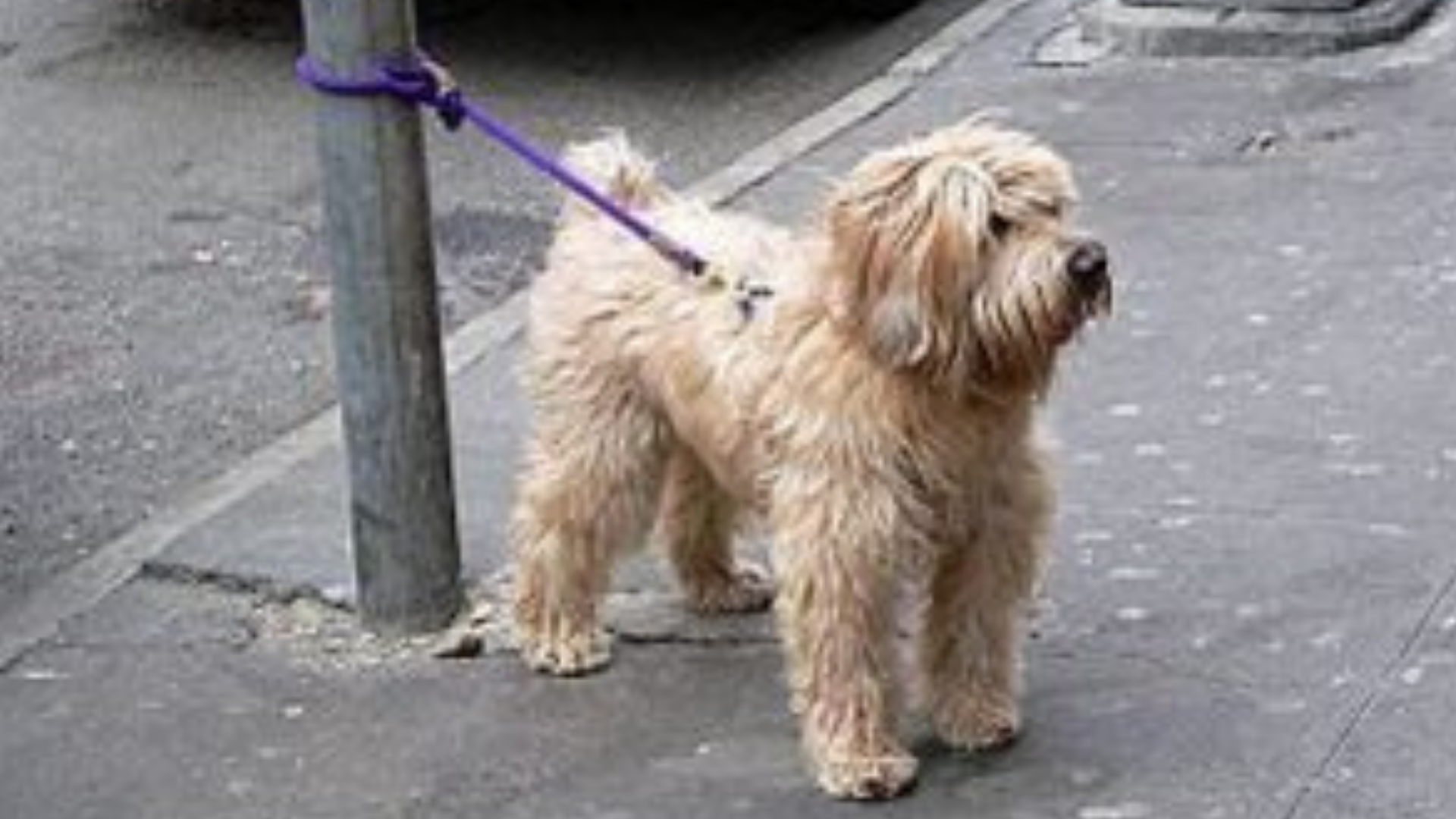 would you leave your dog in a locker outside a store so you could shop safe or risky