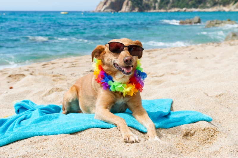 Summer Essentials for Dogs: Keep Your Pup Safe & Happy